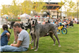 Dogs with Owners at Concert