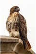 Brian Morgan - Red-Tailed Hawk