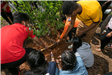 Children Covering Roots of New Tree