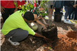 Person Planting Tree