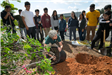 Woman Planting Tree