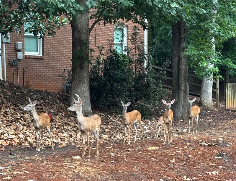 Deer in a yard
