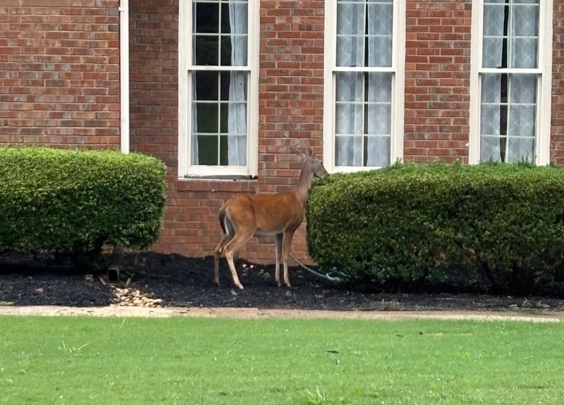 Deer in a yard