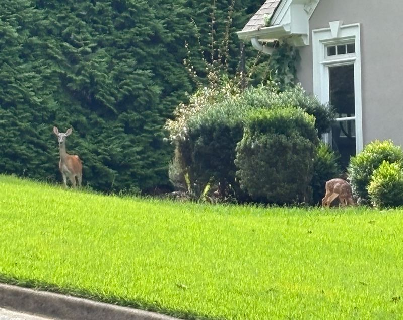Deer in a yard
