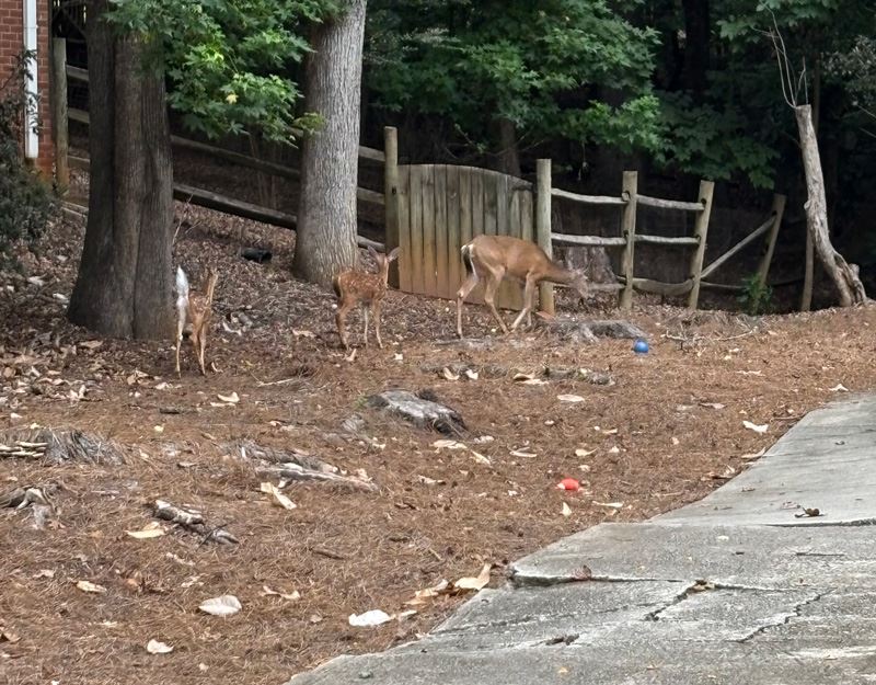 Deer in a yard