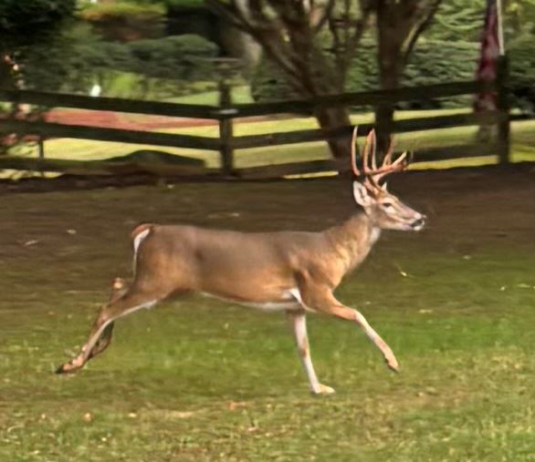 Deer in a yard